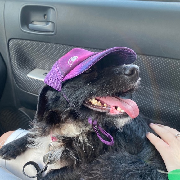 NOT FOR SALE!! Just showing off my dog Luna - Picture 8 of 9